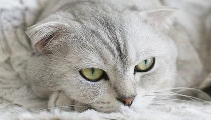 C罗成最大赢家！曾称沙特强于法甲被群嘲，如今新月逼平皇马正名